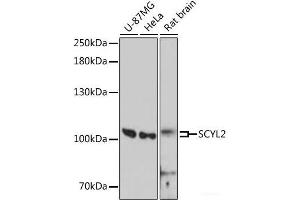 Western blot analysis of extracts of various cell lines using SCYL2 Polyclonal Antibody at dilution of 1:3000. (SCYL2 antibody)