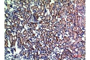 Immunohistochemistry (IHC) analysis of paraffin-embedded Rat Kidney, antibody was diluted at 1:200. (ENPEP antibody  (Internal Region))