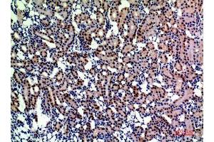 Immunohistochemistry (IHC) analysis of paraffin-embedded Rat Kidney, antibody was diluted at 1:200. (ENPEP antibody  (Internal Region))