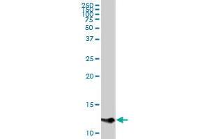 CCL1 MaxPab rabbit polyclonal antibody. (CCL1 antibody  (AA 1-96))