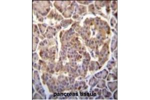 PIK3CB Antibody (N-term ) (ABIN652426 and ABIN2842105) immunohistochemistry analysis in formalin fixed and paraffin embedded human pancreas tissue followed by peroxidase conjugation of the secondary antibody and DAB staining. (PIK3CB antibody  (N-Term))