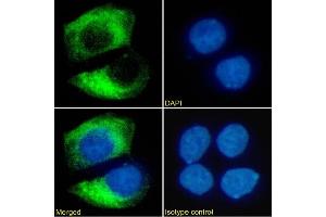 Immunofluorescence staining of MCF7 cells using anti-HER2/neu antibody SER4. (Recombinant ErbB2/Her2 antibody)