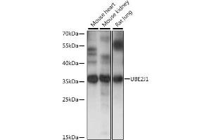 Western blot analysis of extracts of various cell lines, using UBE2J1 antibody (ABIN7271172) at 1:1000 dilution. (UBE2J1 antibody  (AA 1-100))