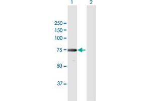 Western Blotting (WB) image for anti-X-Ray Repair Complementing Defective Repair in Chinese Hamster Cells 6 (XRCC6) (AA 1-609) antibody (ABIN947890)