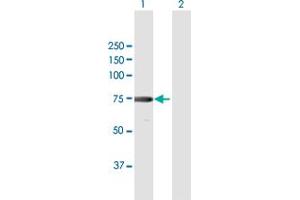 Western Blot analysis of XRCC6 expression in transfected 293T cell line by XRCC6 MaxPab polyclonal antibody. (XRCC6 antibody  (AA 1-609))