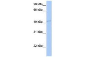 Image no. 1 for anti-gamma-aminobutyric Acid (GABA) A Receptor, alpha 5 (GABRA5) (C-Term) antibody (ABIN6740409) (GABRA5 antibody  (C-Term))