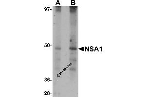Western Blotting (WB) image for anti-Nsa1p (NSA1) (N-Term) antibody (ABIN1031491) (Nsa1p (NSA1) (N-Term) antibody)
