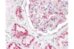 Anti-CASK antibody IHC staining of human kidney. (CASK antibody  (N-Term))