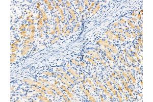 ABIN6264119 and ABIN6272974 at 1/100 staining Rat stomach tissue by IHC-P. (PDLIM7 antibody  (N-Term))