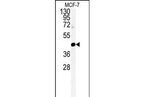Western blot analysis of CENPN Antibody (C-term) (ABIN651105 and ABIN2840073) in MCF-7 cell line lysates (35 μg/lane). (CENPN antibody  (C-Term))