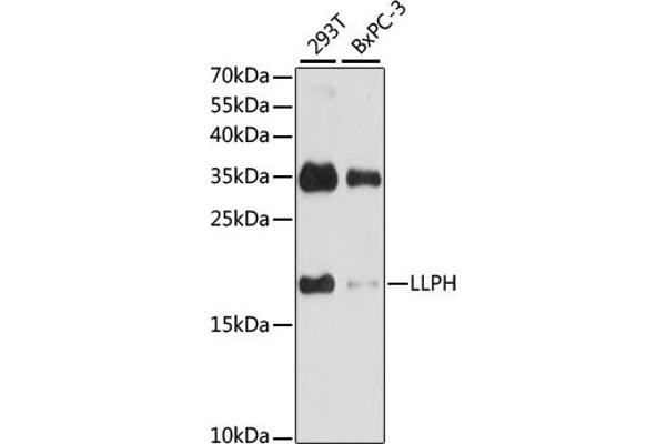 LLPH antibody  (AA 1-129)