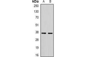 Western blot analysis of RBFOX3 expression in A549 (A), mouse testis (B) whole cell lysates.