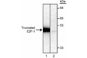 Detection of in vitro translated, [35S] methionine-labeled, truncated E2F-1 protein by immunoprecipitation using KH95/E2F (ABIN967439). (E2F1 antibody)