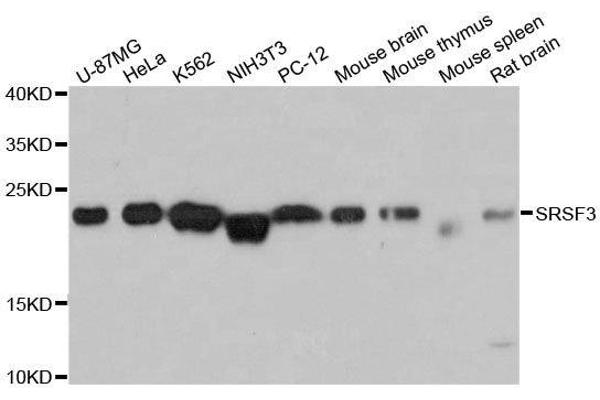 SRSF3 antibody  (AA 1-90)