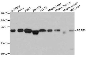 Western blot analysis of extracts of various cell lines, using SRSF3 antibody. (SRSF3 antibody  (AA 1-90))