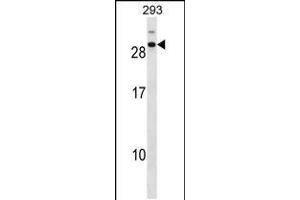 Western blot analysis in 293 cell line lysates (35ug/lane). (CDCA4 antibody  (C-Term))