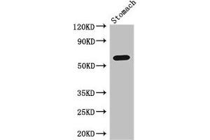 Western Blot Positive WB detected in: Mouse stomach tissue All lanes: IL4I1 antibody at 3 μg/mL Secondary Goat polyclonal to rabbit IgG at 1/50000 dilution Predicted band size: 63, 66 kDa Observed band size: 63 kDa (IL4I1 antibody  (AA 139-339))