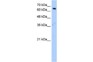 MLSTD2 antibody used at 1.