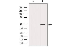 Western blot analysis of extracts from Mouse lung, using MAT1A Antibody.