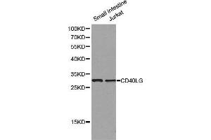 Western blot analysis of small intestine cell and Jurkat cell lysate using CD40LG antibody. (CD40 Ligand antibody  (AA 47-223))