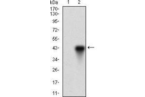 Western blot analysis using ONECUT3 mAb against HEK293 (1) and ONECUT3 (AA: 350-455)-hIgGFc transfected HEK293 (2) cell lysate. (ONECUT3 antibody  (AA 350-455))