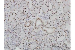 Image no. 1 for anti-Pre-B-Cell Leukemia Homeobox Protein 1 (PBX1) (AA 213-322) antibody (ABIN598855) (PBX1 antibody  (AA 213-322))