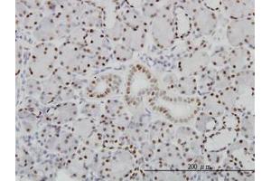 Image no. 1 for anti-Pre-B-Cell Leukemia Homeobox Protein 1 (PBX1) (AA 213-322) antibody (ABIN598855) (PBX1 antibody  (AA 213-322))