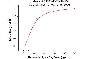 Immobilized Mouse IL-13RA1, Fc Tag (ABIN2181338,ABIN2181337) at 2 μg/mL (100 μL/well) can bind Human IL-13, His Tag (ABIN6923160,ABIN6938873) with a linear range of 8-63 ng/mL (QC tested). (IL13 Receptor alpha 1 Protein (AA 26-340) (Fc Tag))