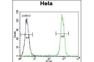 CPB1 Antibody (N-term) (ABIN655962 and ABIN2845347) flow cytometric analysis of Hela cells (right histogram) compared to a negative control cell (left histogram).