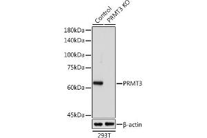 Western blot analysis of extracts from normal (control) and PRMT3 Rabbit pAb knockout (KO) 293T cells, using PRMT3 Rabbit pAb antibody (ABIN6129634, ABIN6146229, ABIN6146230 and ABIN6216919) at 1:1000 dilution. (PRMT3 antibody  (AA 1-220))