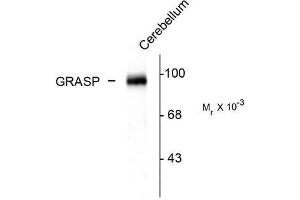 Image no. 1 for anti-GRP1 (General Receptor For phosphoinositides 1)-Associated Scaffold Protein (GRASP) (C-Term) antibody (ABIN372659) (Tamalin/GRASP antibody  (C-Term))