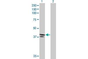 Western Blot analysis of EDA2R expression in transfected 293T cell line by EDA2R MaxPab polyclonal antibody. (Ectodysplasin A2 Receptor antibody  (AA 1-297))