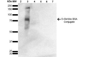 Western Blot analysis of GlcNAc-BSA Conjugate showing detection of 67 kDa GlcNAc-BSA using Mouse Anti-GlcNAc Monoclonal Antibody, Clone 9H6 . (O-GlcNAc antibody (HRP))