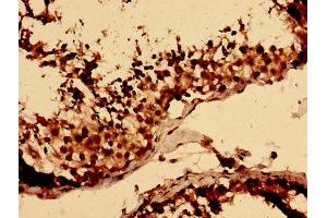 Immunohistochemistry analysis of human testis tissue using ABIN7158630 at dilution of 1:100 (LY6H antibody  (AA 26-115))