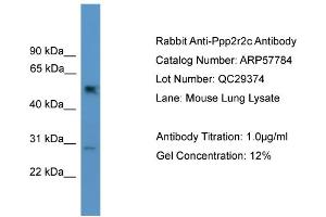 WB Suggested Anti-Ppp2r2c  Antibody Titration: 0. (PPP2R2C antibody  (N-Term))