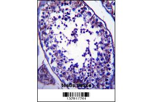 SLC27A3 Antibody immunohistochemistry analysis in formalin fixed and paraffin embedded human testis tissue followed by peroxidase conjugation of the secondary antibody and DAB staining.