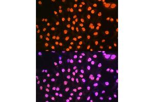 Immunofluorescence (IF) image for anti-Heterogeneous Nuclear Ribonucleoprotein A1 (HNRNPA1) antibody (ABIN7267627)