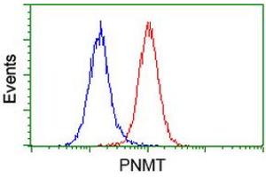 Image no. 2 for anti-Phenylethanolamine N-Methyltransferase (PNMT) antibody (ABIN1500312)