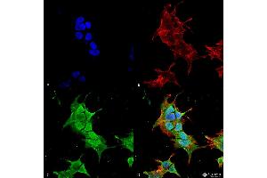 Immunocytochemistry/Immunofluorescence analysis using Mouse Anti-Ankyrin R Monoclonal Antibody, Clone S388A-10 . (Erythrocyte Ankyrin antibody  (AA 1-1881) (Biotin))