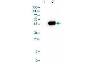 Western Blot analysis of Lane 1: negative control (vector only transfected HEK293T cell lysate) and Lane 2: over-expression lysate (co-expressed with a C-terminal myc-DDK tag in mammalian HEK293T cells) with MINA polyclonal antibody . (MINA antibody)