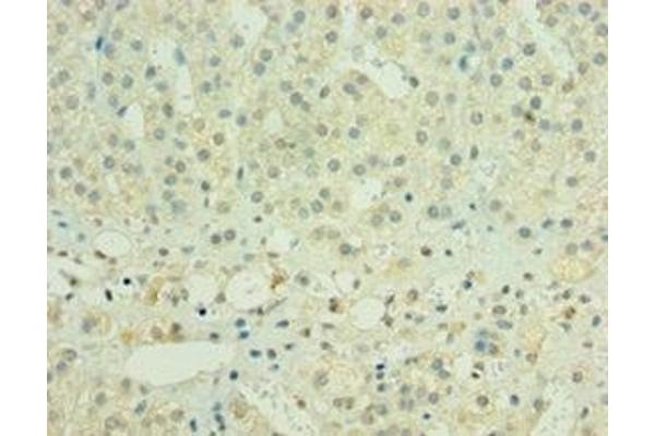 HYLS1 antibody  (AA 70-299)