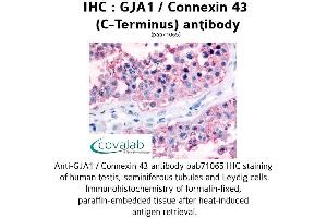 Image no. 1 for anti-Gap Junction Protein, alpha 1, 43kDa (GJA1) (C-Term) antibody (ABIN1734705) (Connexin 43/GJA1 antibody  (C-Term))