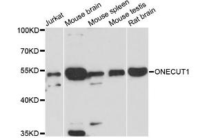 Western blot analysis of extracts of various cell lines, using ONECUT1 antibody. (ONECUT1 antibody)