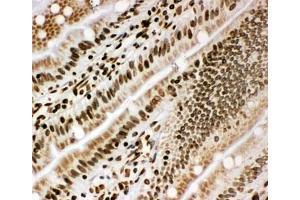 Immunohistochemistry (IHC) image for anti-Lamin B1 (LMNB1) (AA 570-586) antibody (ABIN3031586)