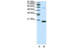 WB Suggested Anti-CBX3  Antibody Titration: 0. (CBX3 antibody  (Middle Region))