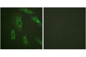 Immunofluorescence (IF) image for anti-Mucin 1 (MUC1) (AA 1204-1253) antibody (ABIN2888796) (MUC1 antibody  (AA 1204-1253))