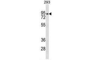 ANKRD6 Antibody (Center) western blot analysis in 293 cell line lysates (35µg/lane). (ANKRD6 antibody  (Middle Region))