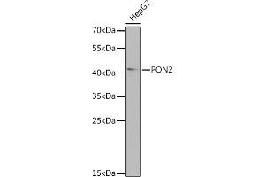 Western blot analysis of extracts of HepG2 cells, using PON2 Rabbit pAb  at 1:1000 dilution. (PON2 antibody  (AA 1-210))