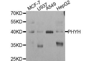Western Blotting (WB) image for anti-Phytanoyl-CoA 2-Hydroxylase (PHYH) antibody (ABIN1980320) (PHYH antibody)