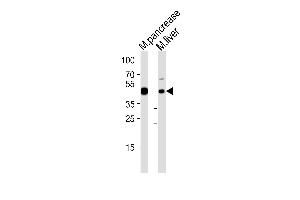 Western blot analysis of lysates from mouse pancrease and mouse liver tissue lysate (from left to right), using Mouse T Antibody (C-term) (ABIN6244329 and ABIN6577537). (T Antigen (AA 408-442) antibody)